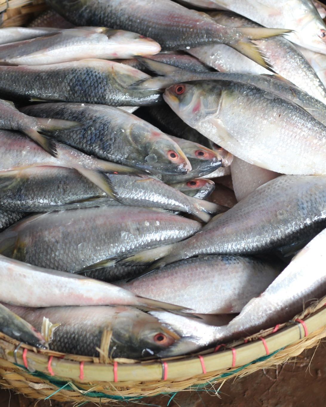 Cesta de pescado fresco recién llegado de la lonja